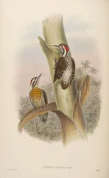 Iyngipicus ramsayi